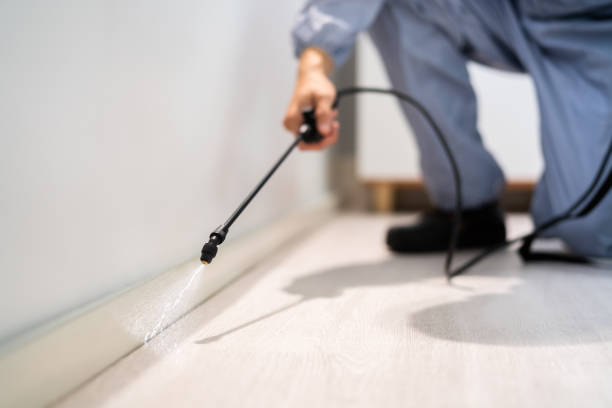 Rodent Entry Point Assessment in Rancho Mirage